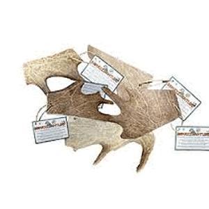 fallow antler