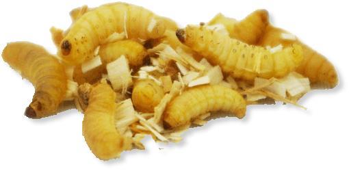 waxworm larvea - 15g (small pot)