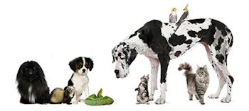 UK Pets Company