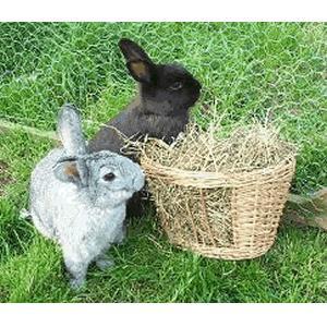 Hay and Straw