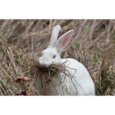 Nests and Nesting