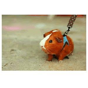 guinea pig leads harnesses