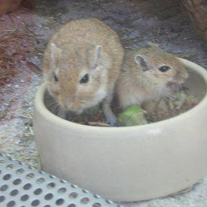 Bowls Drinkers and Feeders