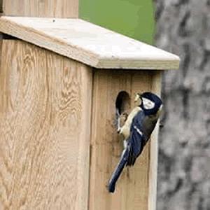 Nest Boxes