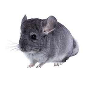 Chinchillas