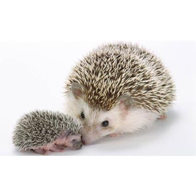 Hedgehogs