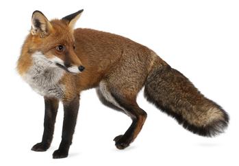 Fox