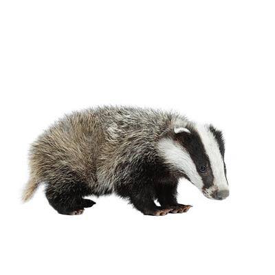 Badger