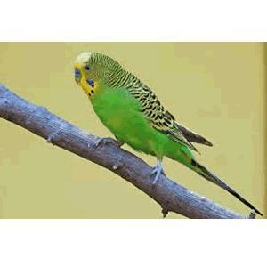 Budgies/Parakeets