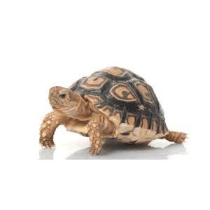 Tortoises & Turtles