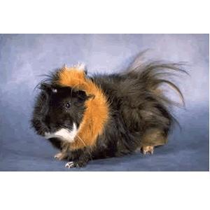 Guinea Pigs