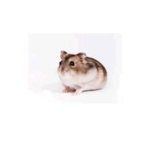 Dwarf hamsters