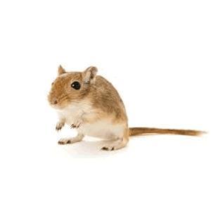 Gerbils, Rats and Mice