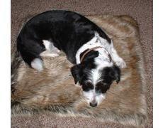 Husky Faux Fur Pet Blanket - Medium (74 x 74cm)